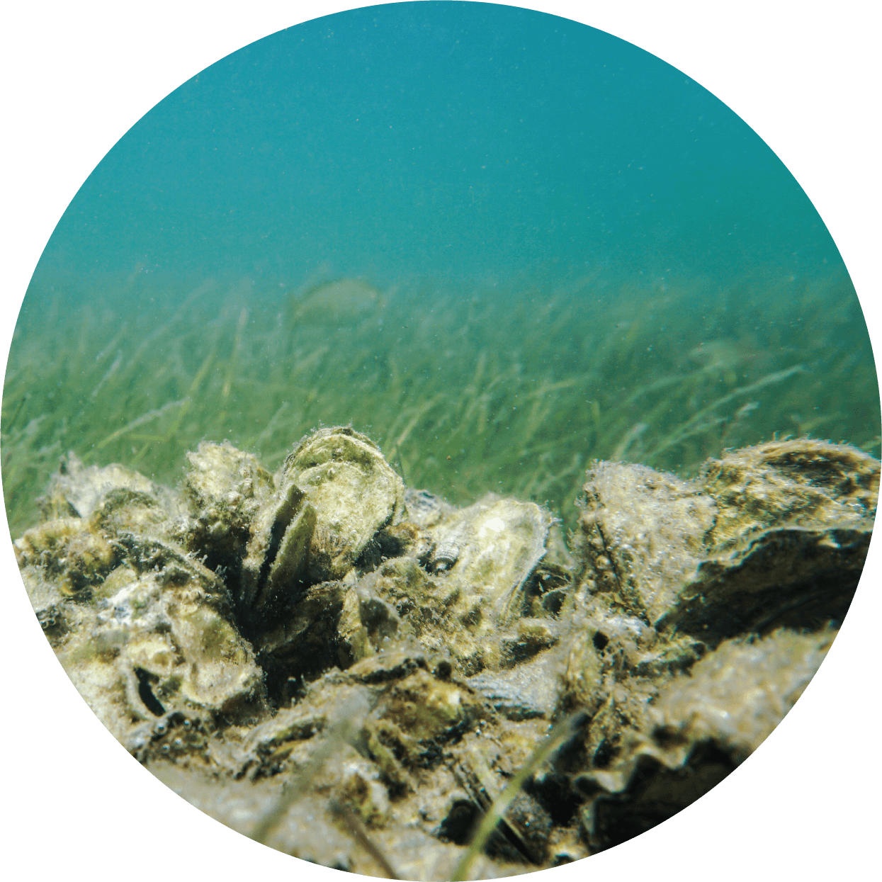Oyster reef