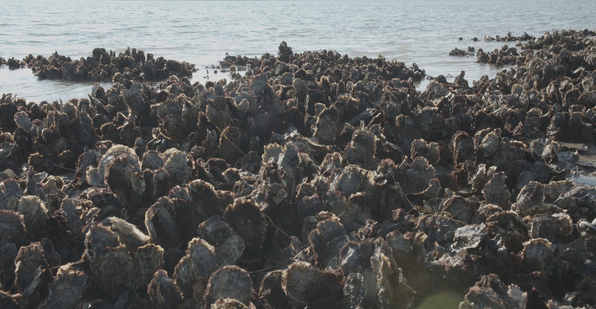 OysterFieldTrip-Stills_1.49.1 (1)