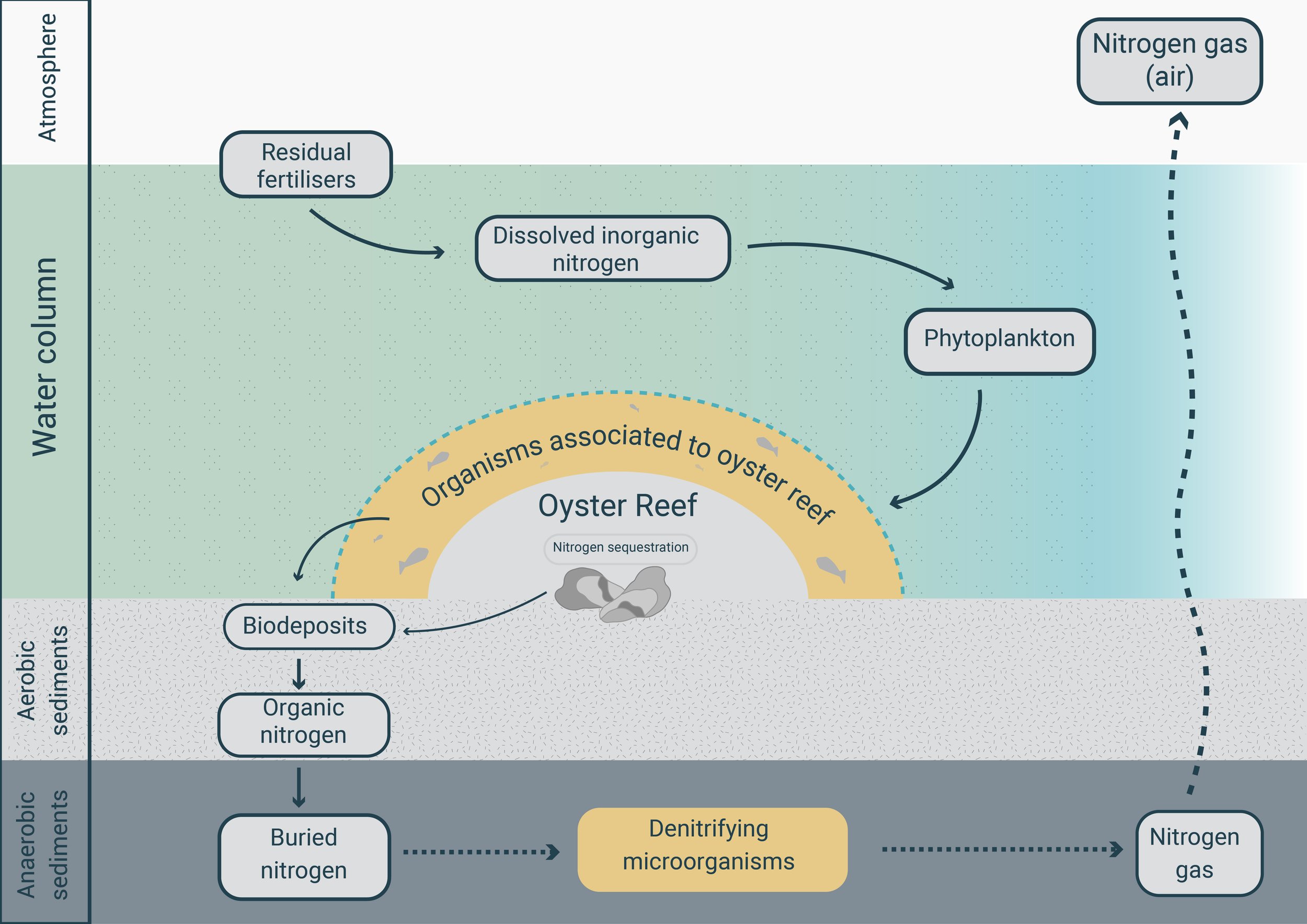 Denitrification_biofilm+report