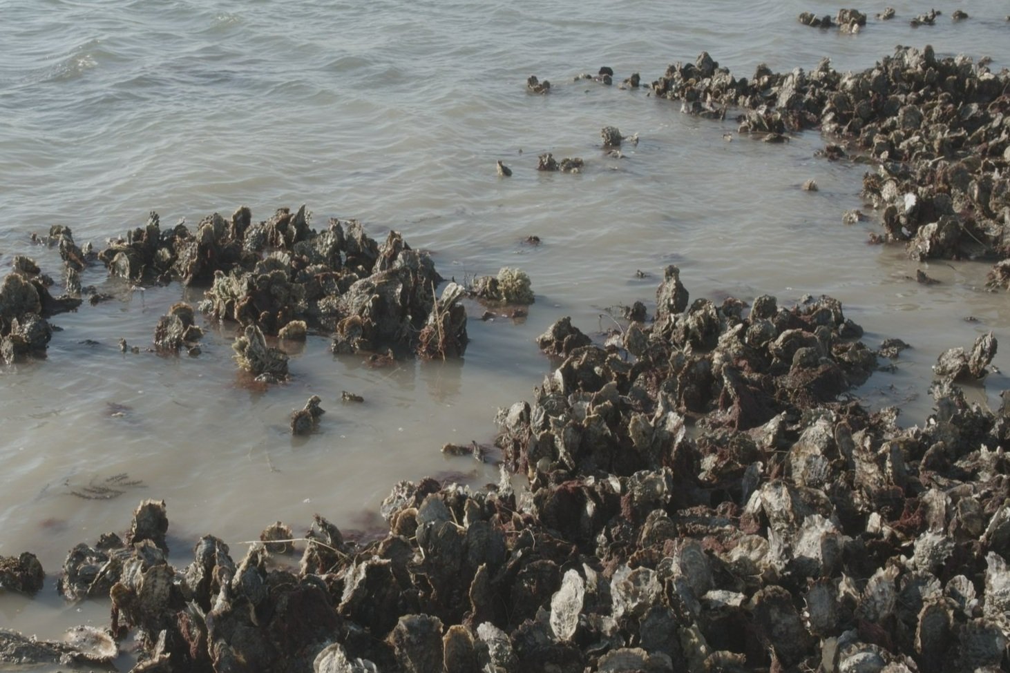 OysterFieldTrip-Stills_1.48.1
