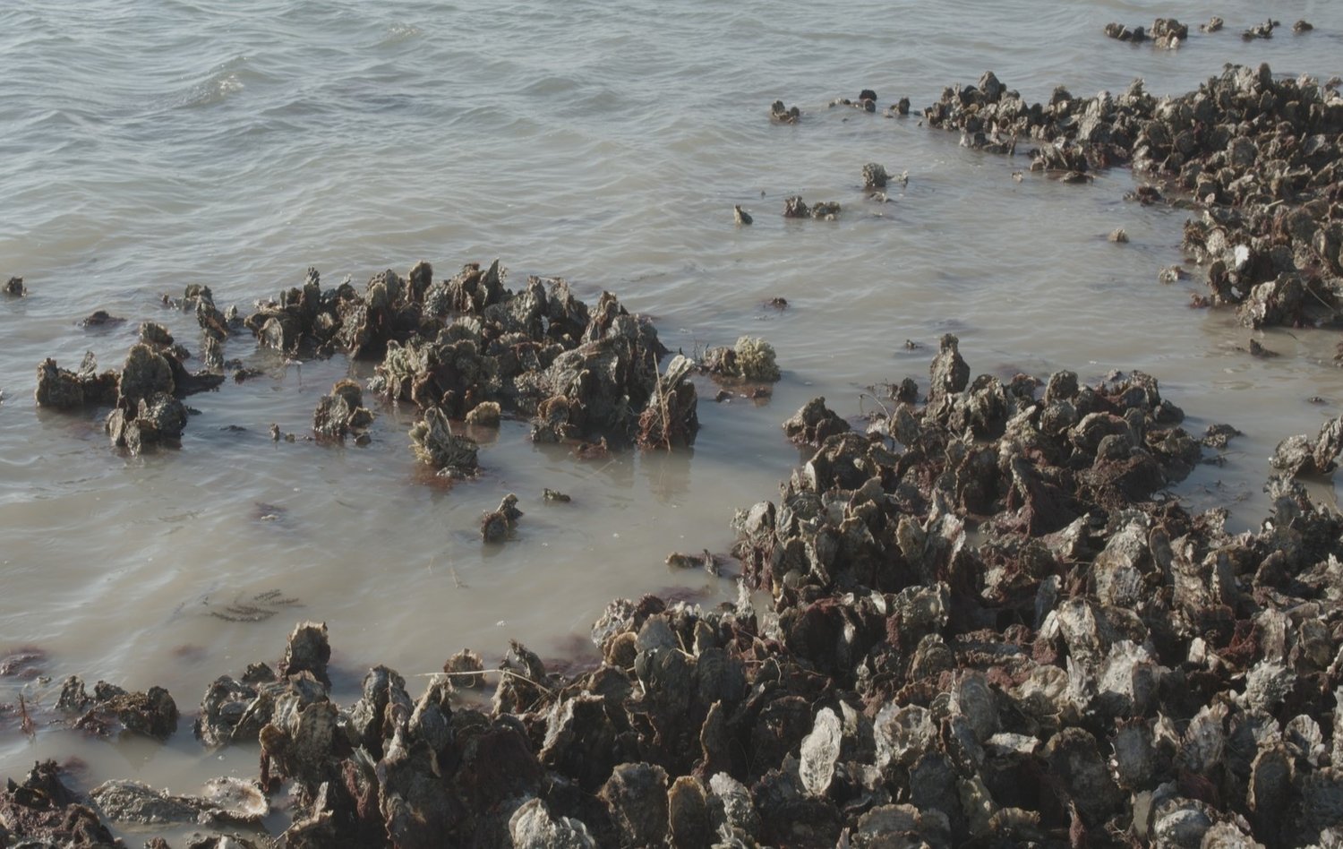 Oyster reefs provide habitat for wading brids