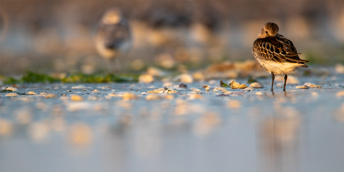 Shorebirds_UUNIOZ