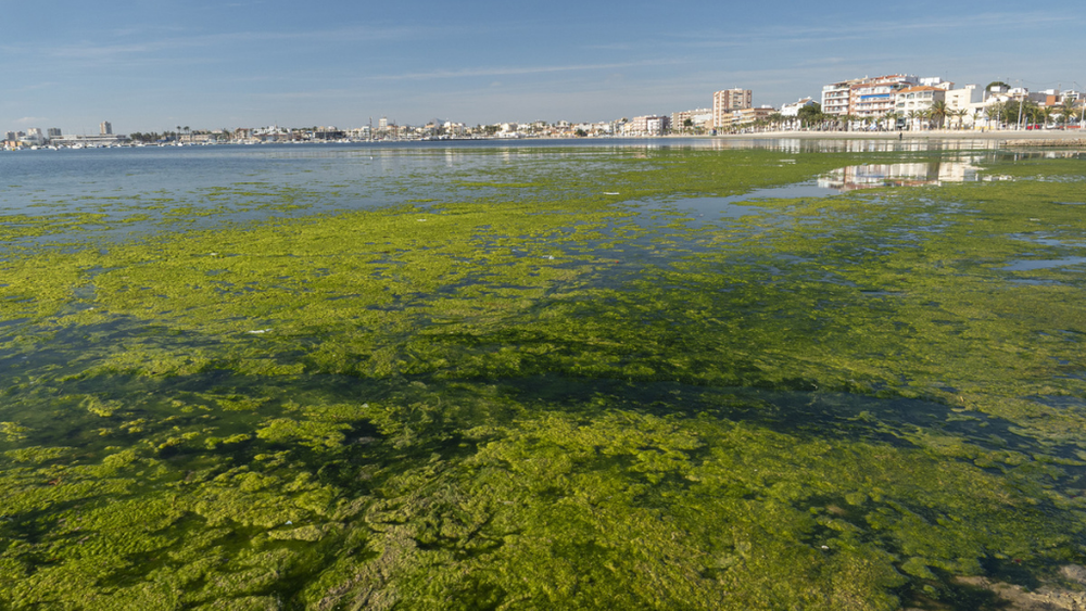Sopa-verde-en-el-mar-menor (1)