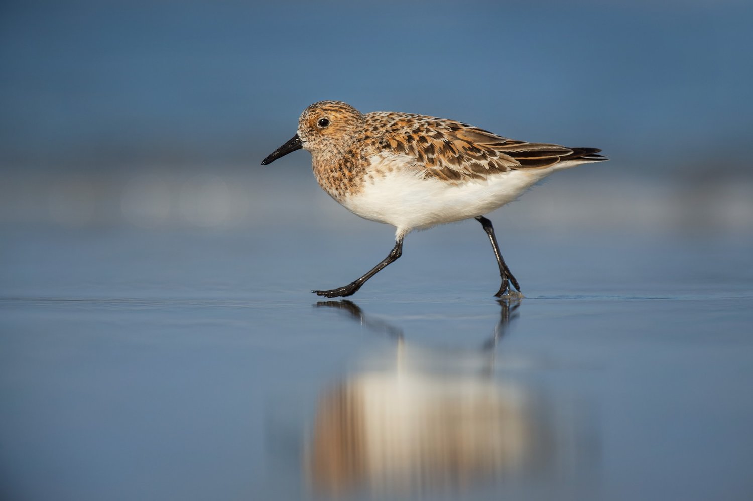 Wading bird habitat