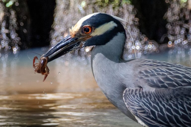 Oyster reefs support wading birds