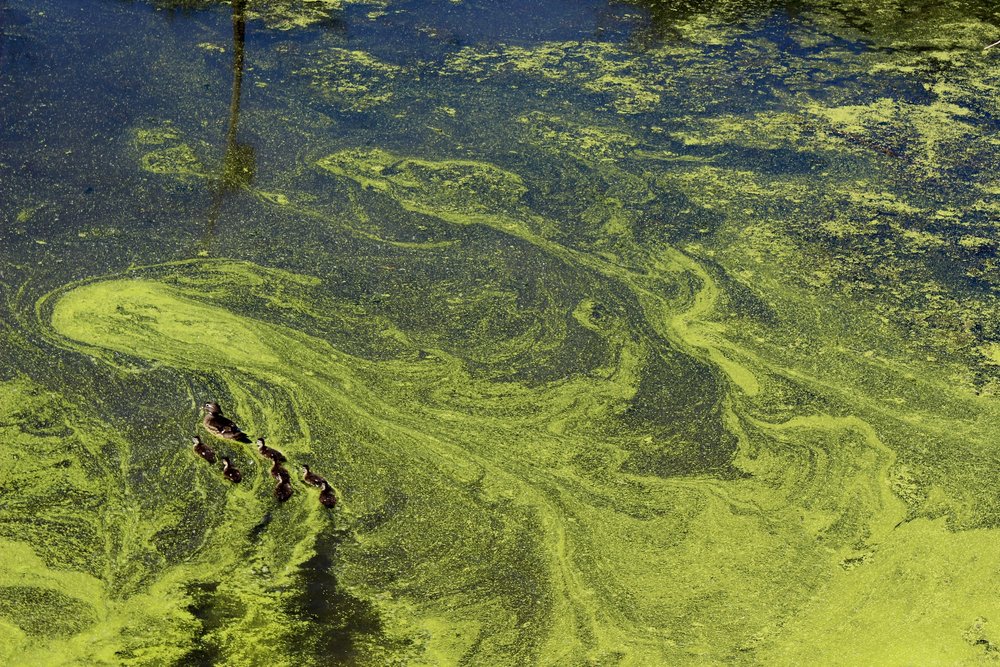Excess nitrogen leads to eutrophication