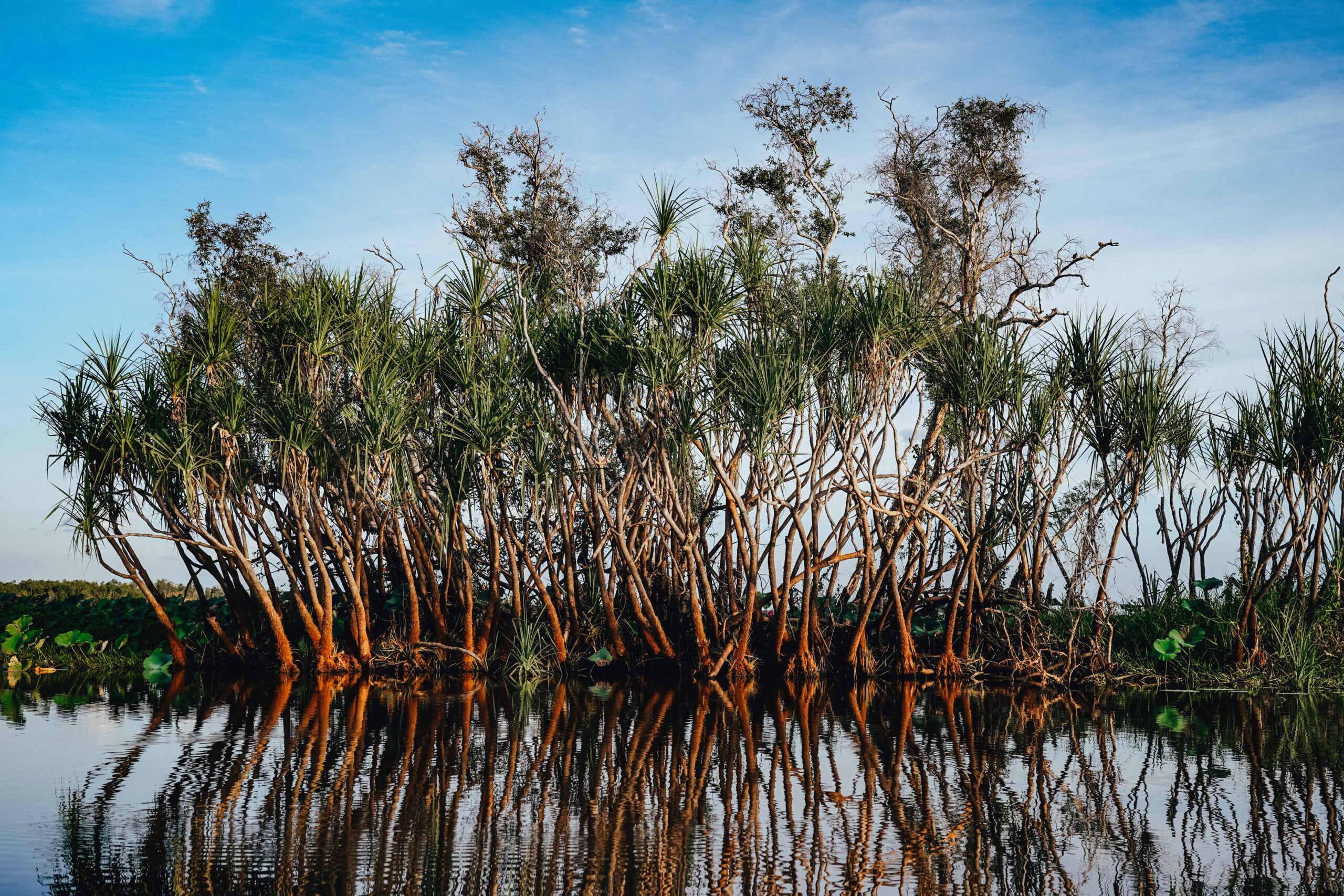 mangrove restoration