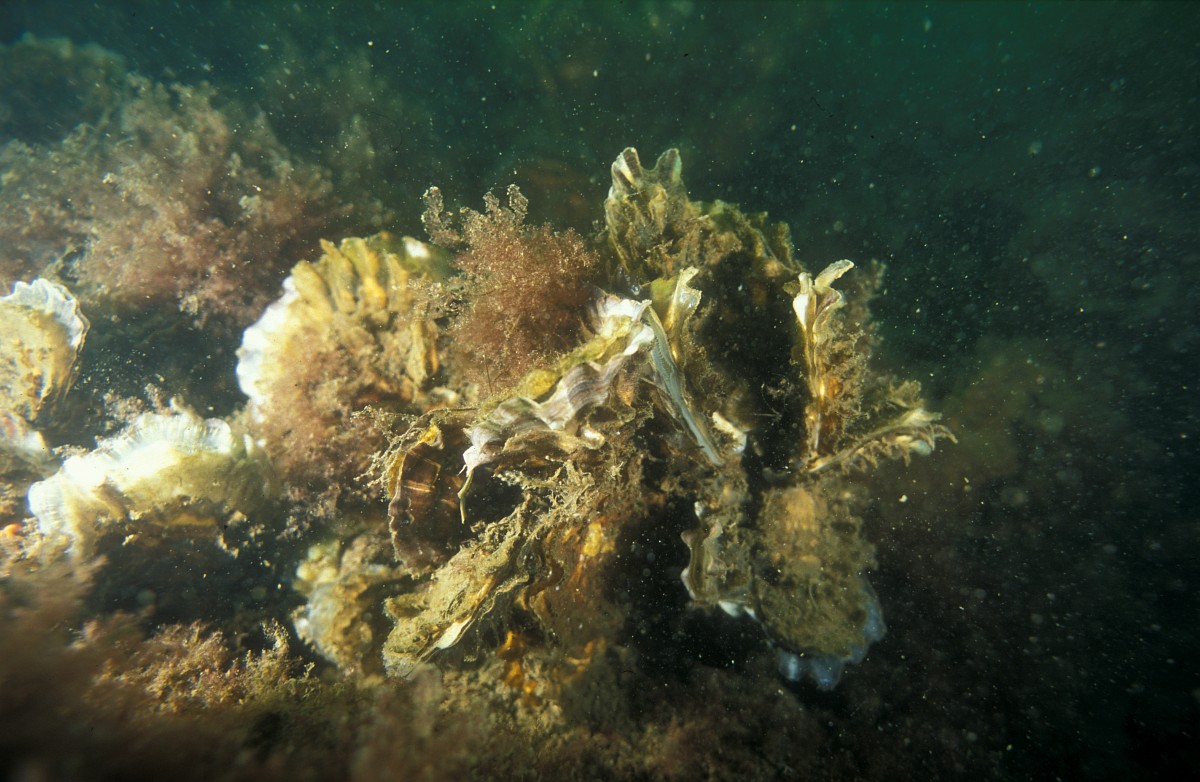 Crassostrea gigas 1, Japanse oester, Saxifraga-Eric Gibcus