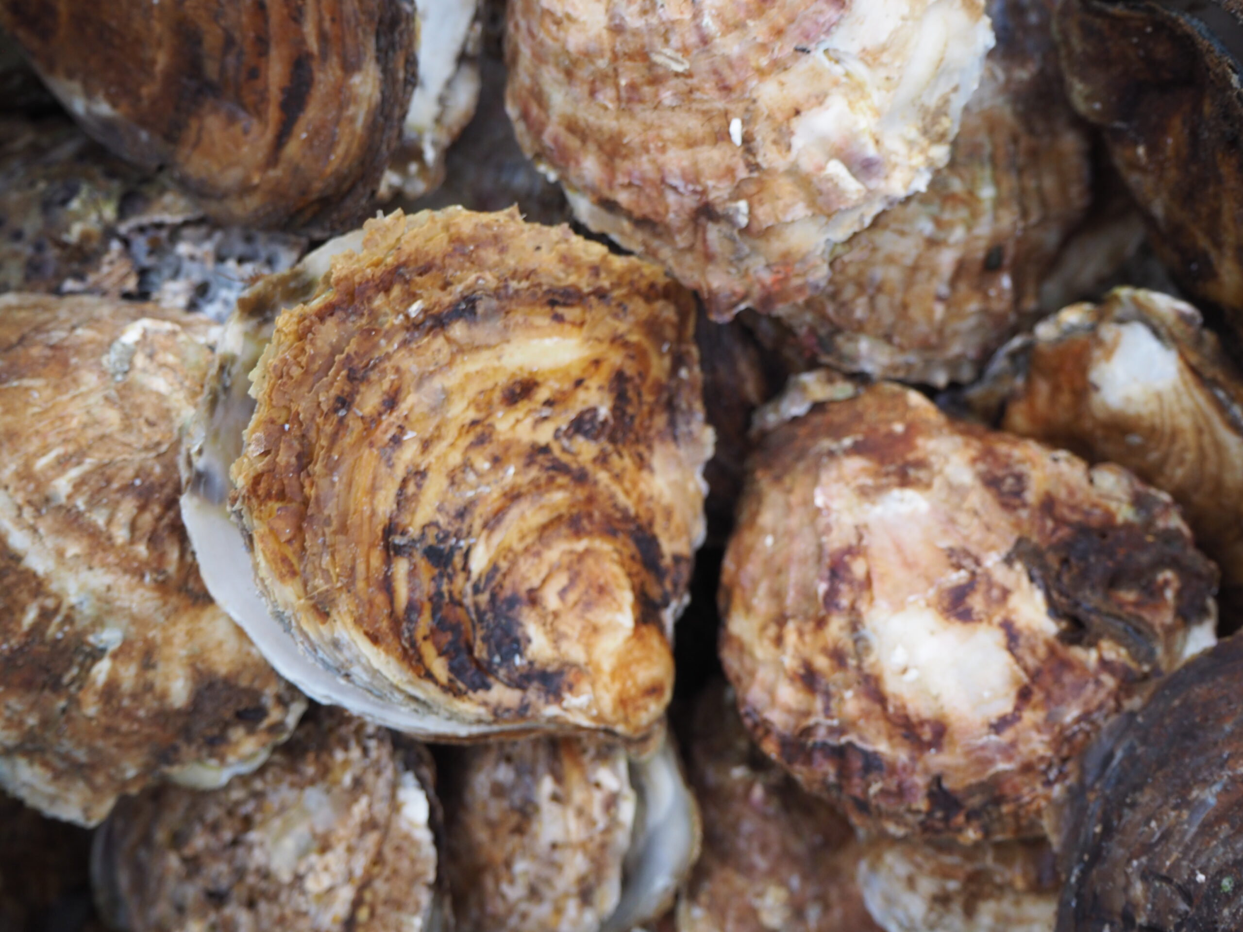 Oyster