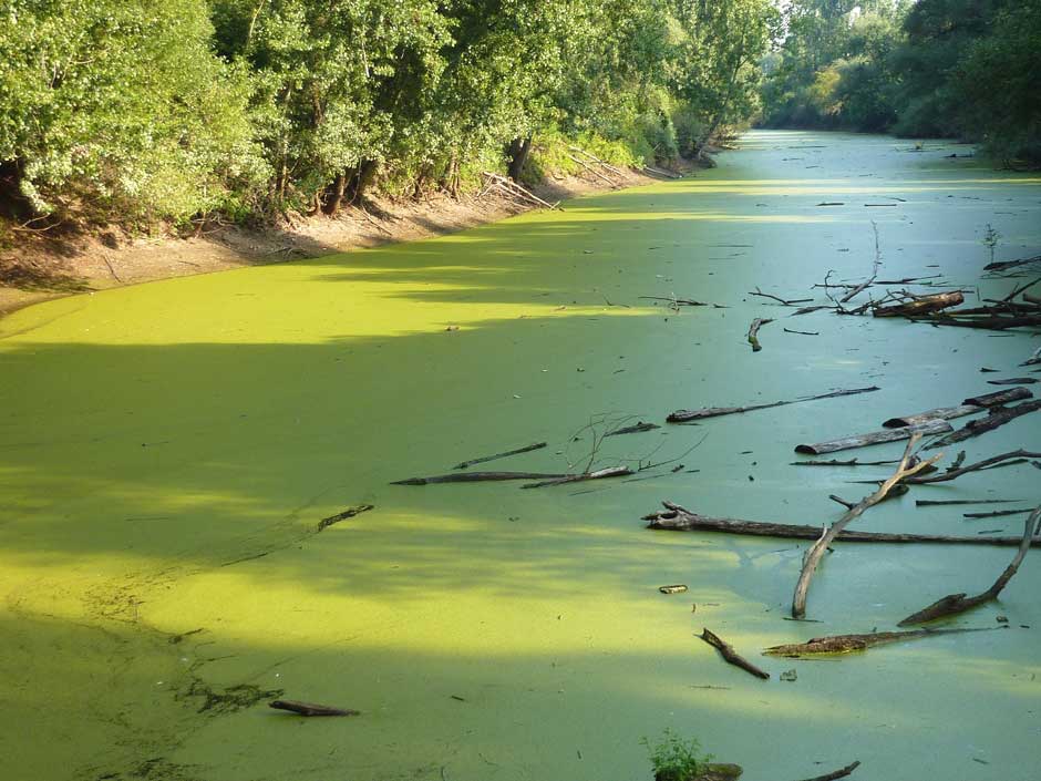 eutrophication