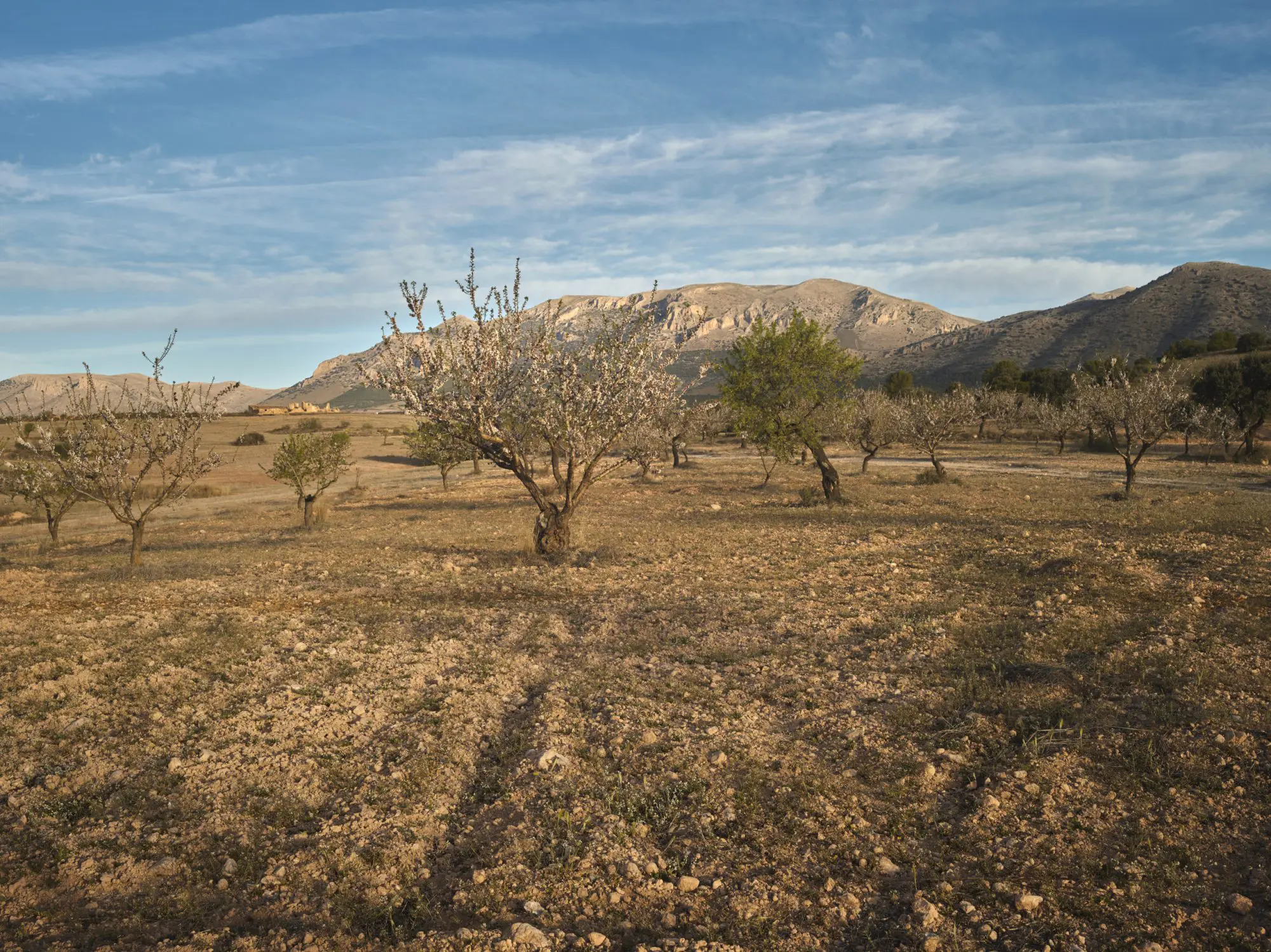 Regenerative_Agriculture_SpainRS_RES_1632_033353-2001x1500
