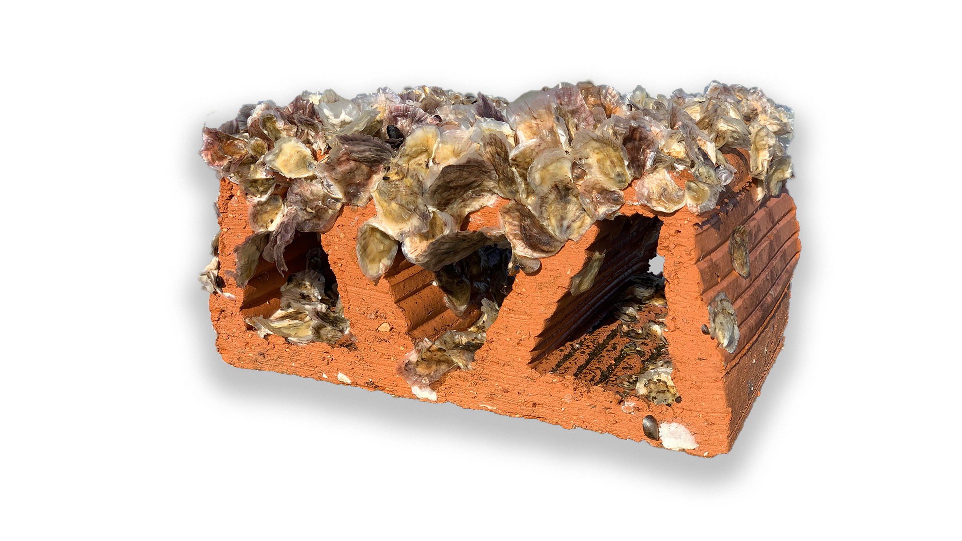 Mother Reef with Oysters 2